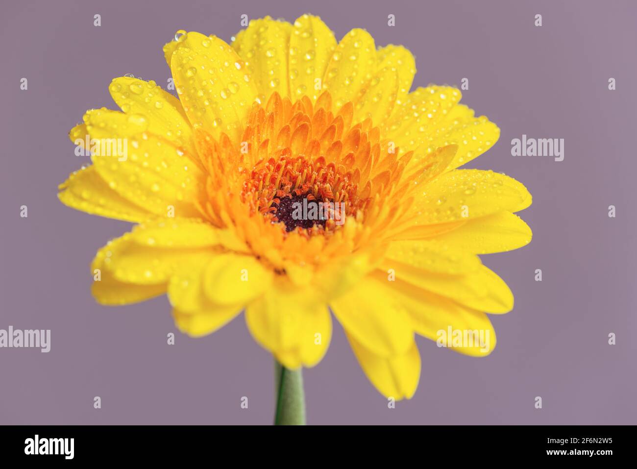 Schöne gelbe Gerbera auf einem lila Hintergrund. Stockfoto