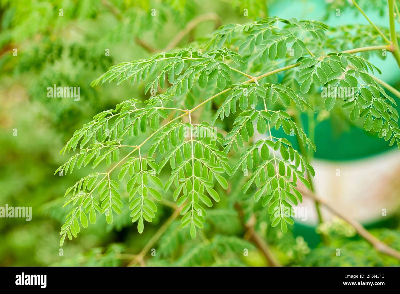moringa oleifera Pflanzen Stockfoto