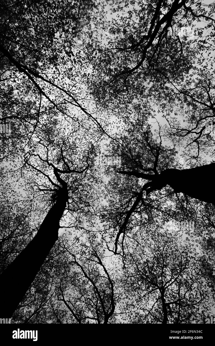 Bäume werden am Pokagon State Park in Angola, Indiana, USA, gegen den Himmel geschildet. Stockfoto