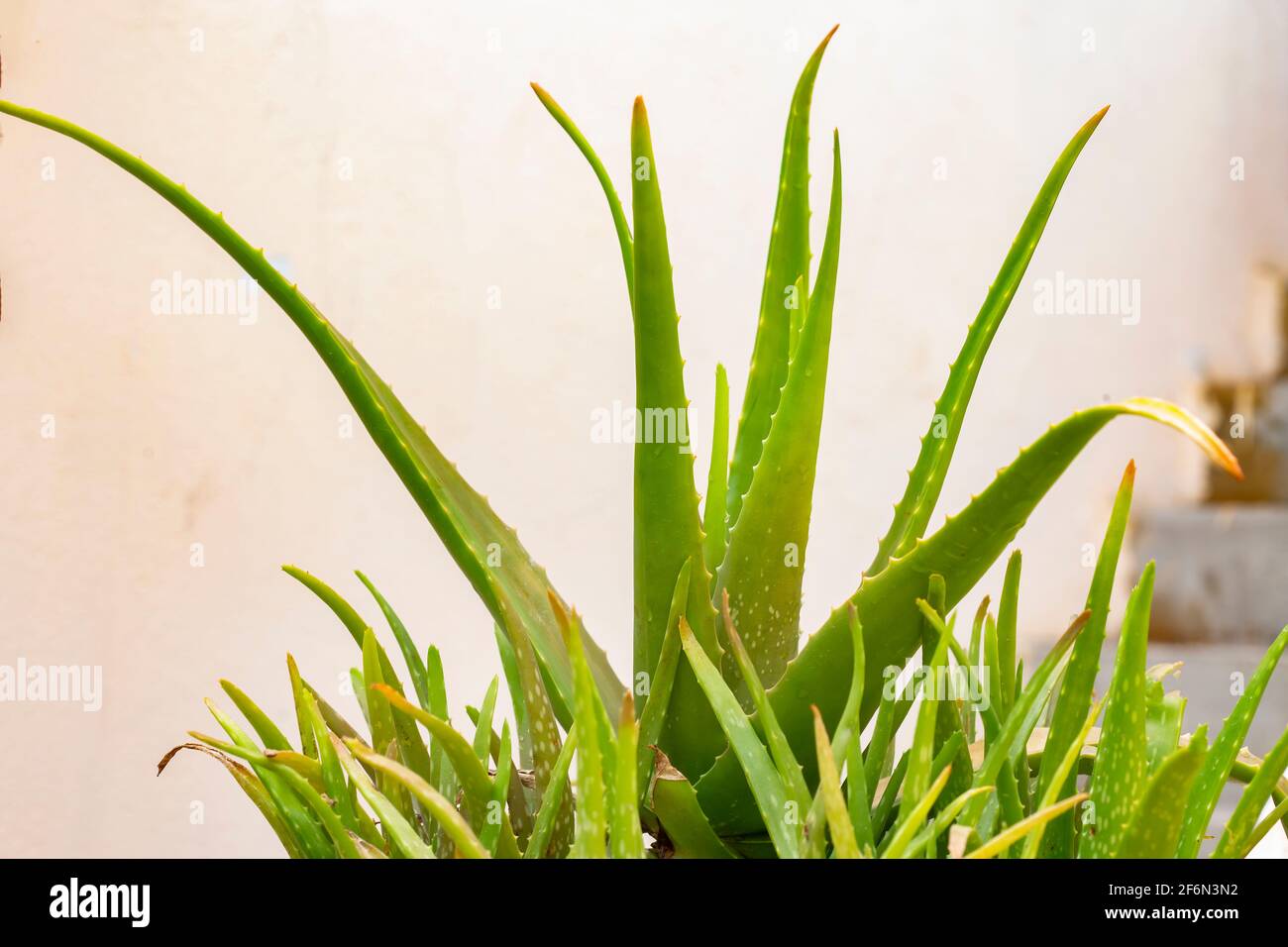 aloe Vera (Gattung Aloe) Pflanze wächst im Topf. Stockfoto