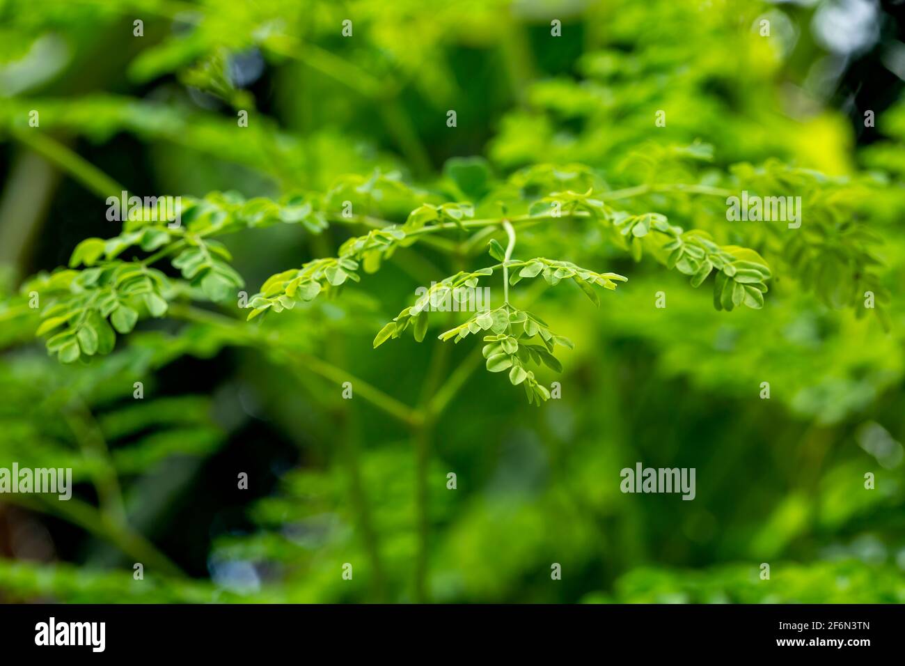 Moringa Oleifera Pflanzen. Stockfoto