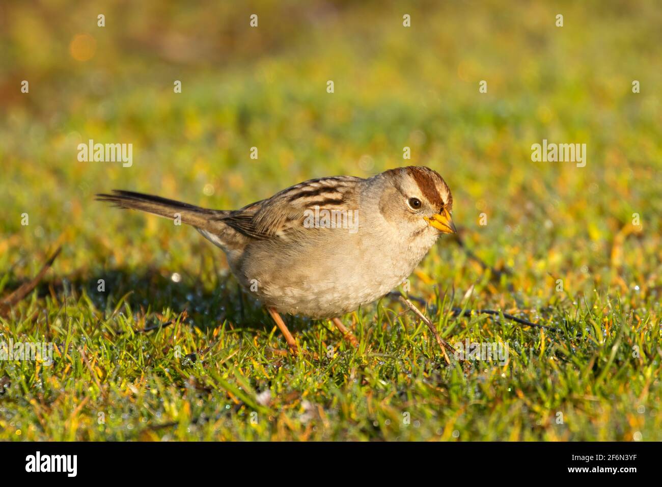 Chipping Sparrow (Spizella passerina), Ankeny National Wildlife Refuge, Oregon Stockfoto