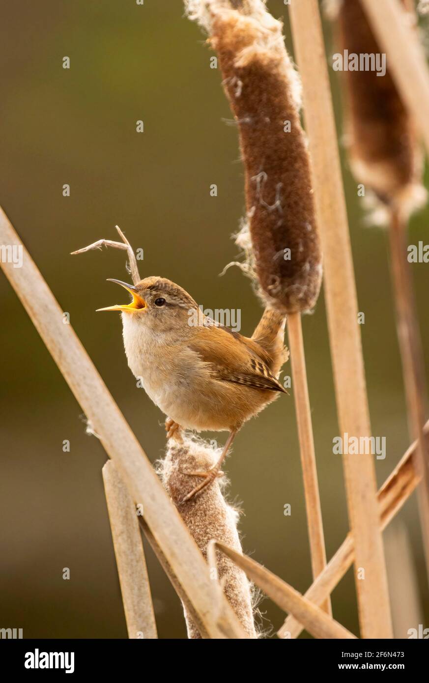 Marsh wren (Cistothorus palustris), Talking Water Gardens, Albany, Oregon Stockfoto