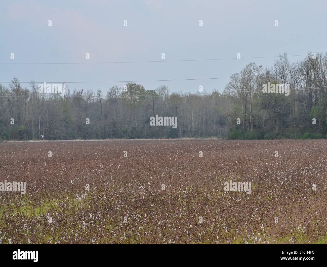 Baumwolle ist eine weiche, flauschige Stapelfaser, die in einem boll oder Schutzhülle um die Samen der Baumwollpflanzen in Mississippi wächst Stockfoto
