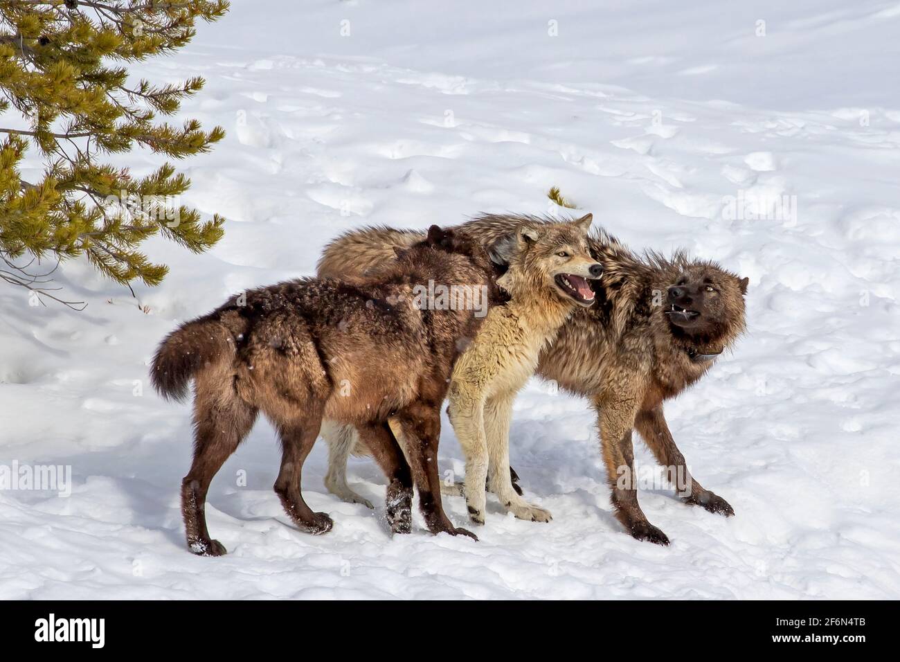 Junge Wölfe des Wapiti Pack spielen im Schnee, exquisite Mimik, Verhaltenseigenschaften, zwei dunkle und eine hellgraue, Stockfoto