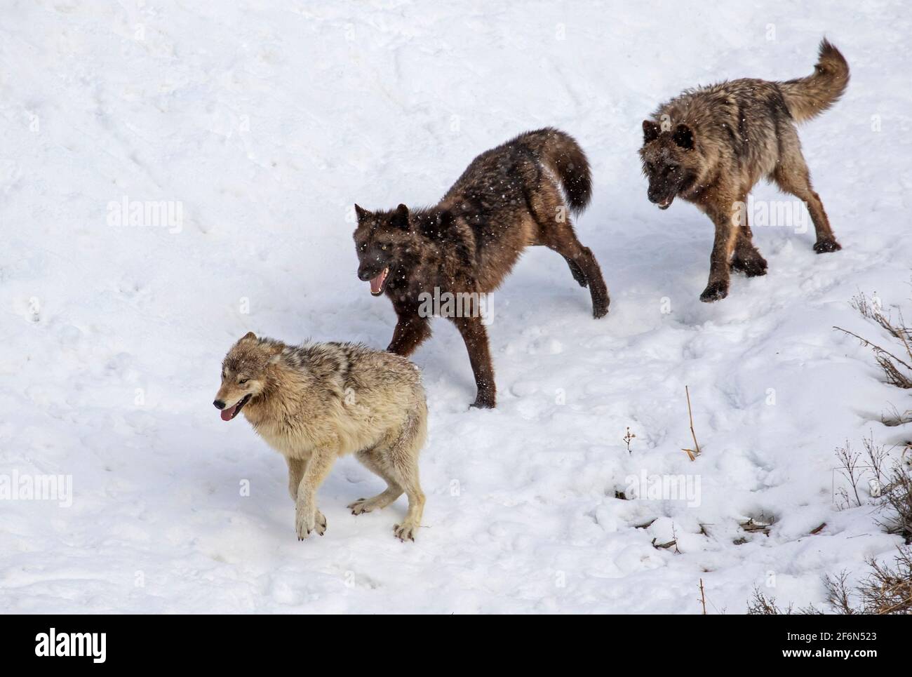 Junge, wirklich wilde Yellowstone National Park Wölfe des Wapiti Pack spielen im Schnee, exquisite Mimik, Verhaltenseigenschaften, Stockfoto