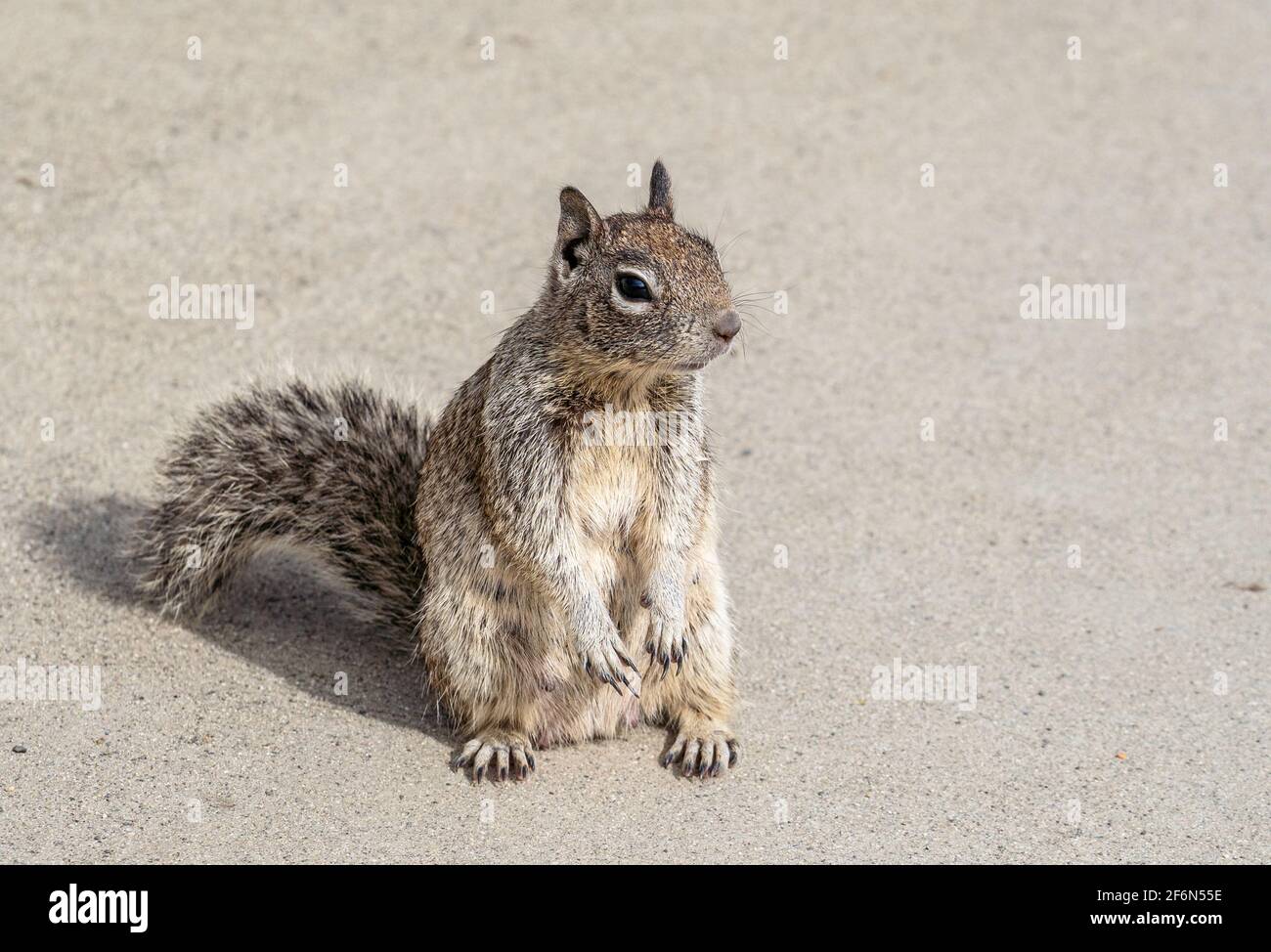 Kalifornisches Eichhörnchen mit markantem weißen Umriss um das Auge, das auf dem Bürgersteig steht. Stockfoto