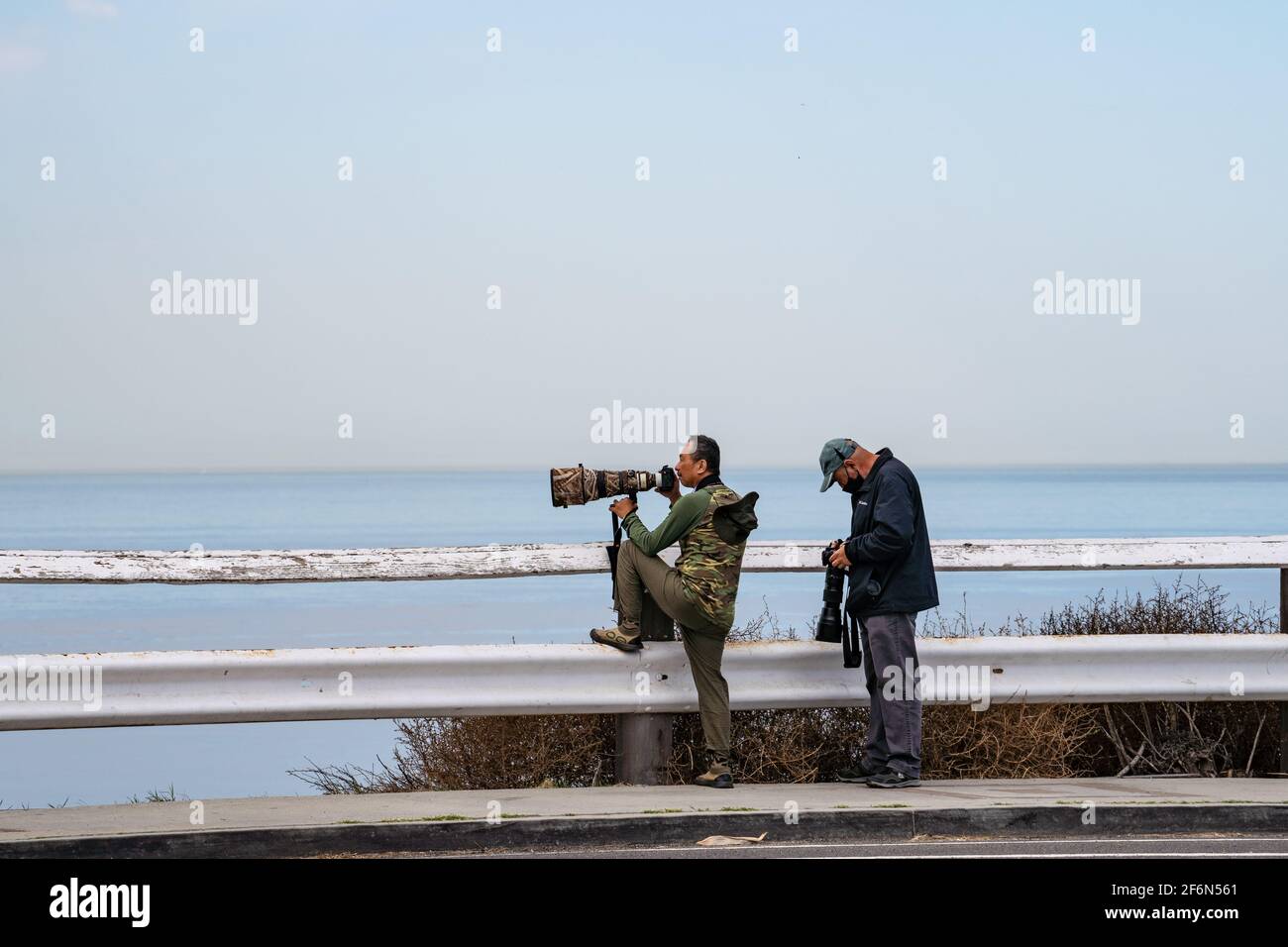 Fotografen auf der Suche nach Falken entlang der Klippen in San Pedro, CA Stockfoto