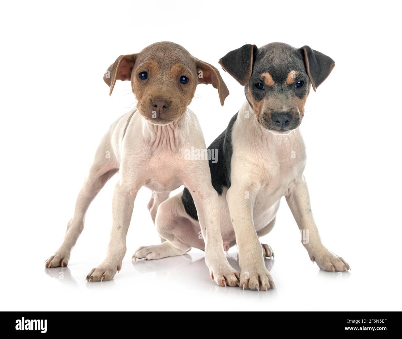 brasilianische Terrier vor weißem Hintergrund Stockfoto