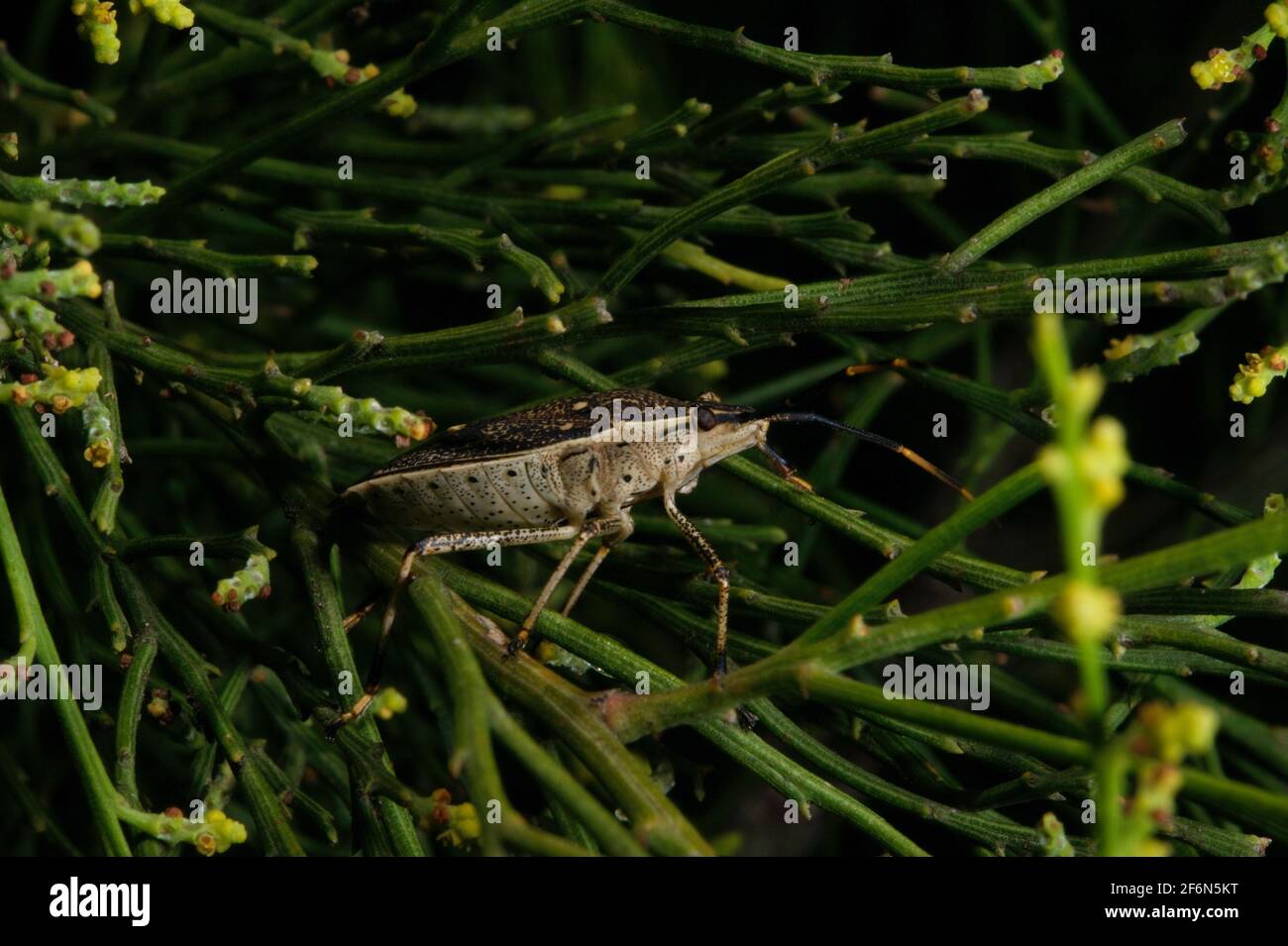 Ein Käfer, der sich in einem Casuarina-Baum ernährt - die Identifizierung von Käfer ist ein Minenfeld - am besten Experten überlassen. Ich denke, das könnte ein Longhorn- oder Longicorn-Käfer sein Stockfoto