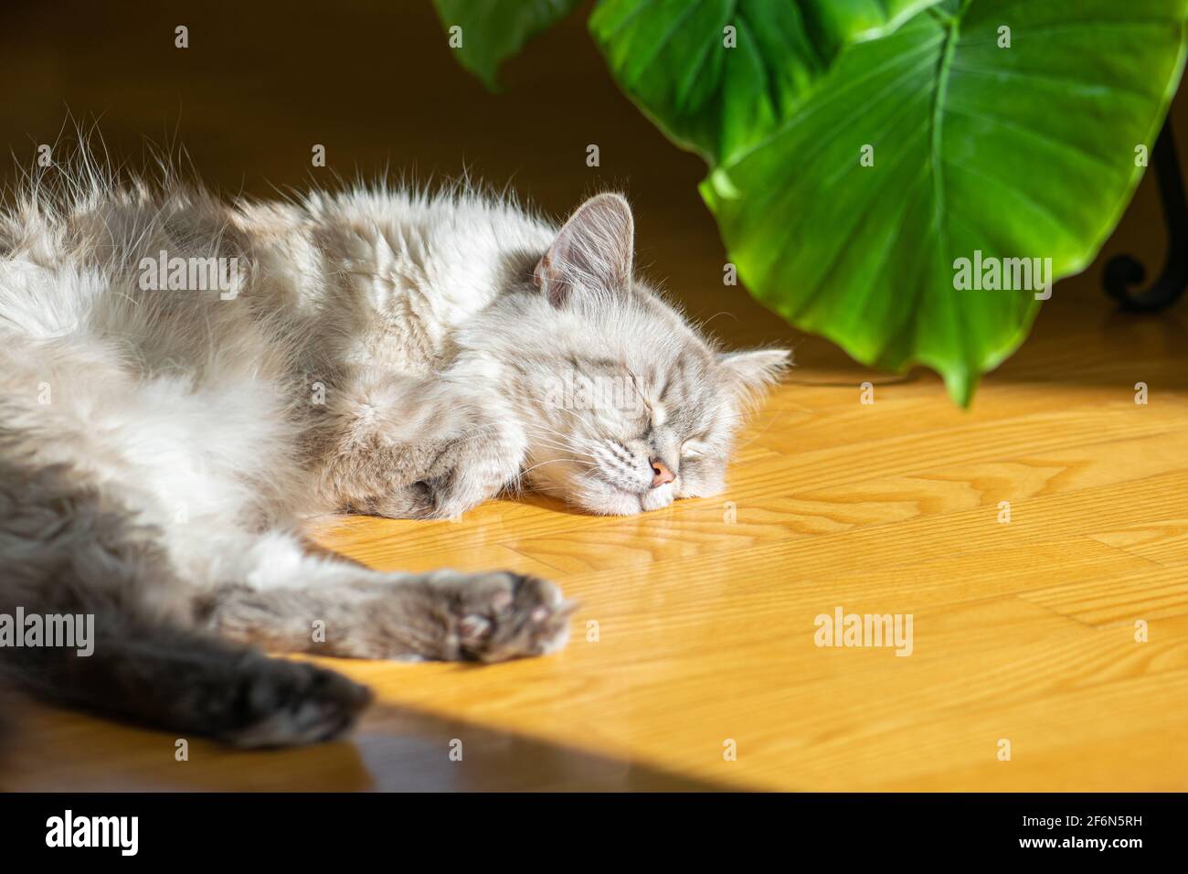 Siberian Neva Masquerade Katze schläft auf Parkettboden in der Nähe von grünen Pflanzen und genießt warm von Sonnenstrahlen. Katzenschnauze ist im Fokus der Kamera Stockfoto