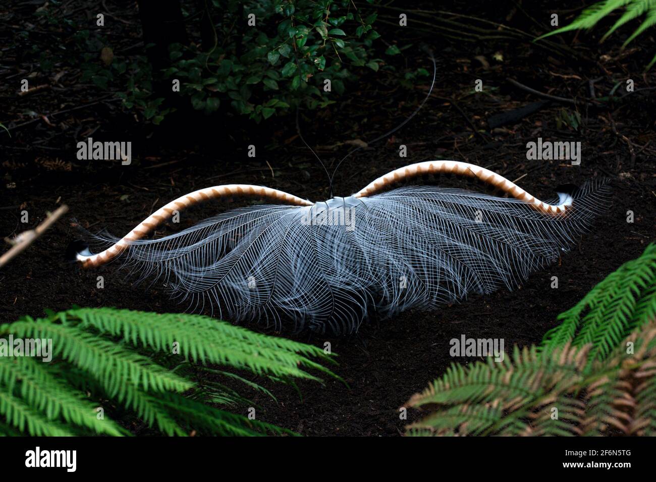 Ein Lyrebird (Menura novaehollandiae) zeigt seinen Schwanz, in der Hoffnung, einen Partner anzuziehen.Sie leben tief im Wald, wo das Licht für Fotos schlecht ist. Stockfoto