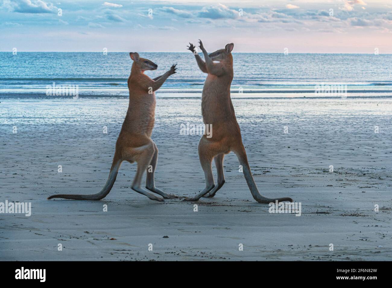 Zwei männliche Agile Wallabies (Macropus agilis) kämpfen bei Sonnenaufgang am Strand, Cape Hillsborough, Queensland, QLD, Australien Stockfoto