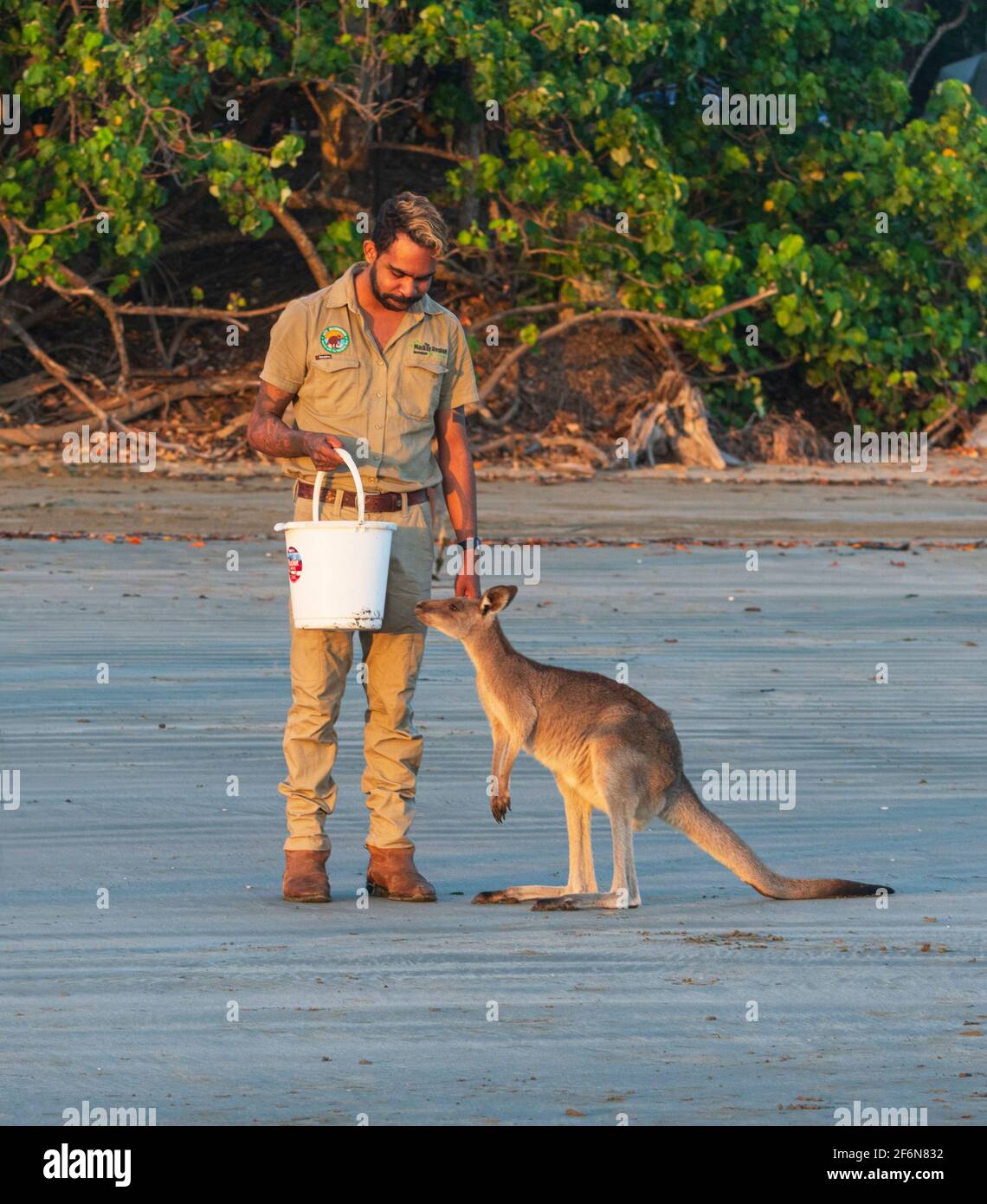 Ranger füttert bei Sonnenaufgang ein Känguru am Strand, eine beliebte Touristenattraktion in Cape Hillsborough, Queensland, QLD, Australien Stockfoto