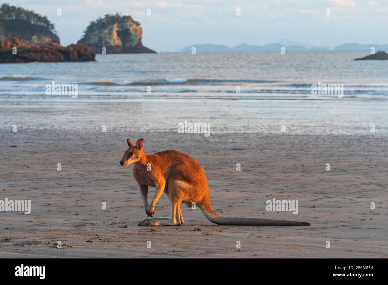 Agile Wallaby (Macropus agilis) steht am Strand bei Sonnenaufgang, Cape Hillsborough, Queensland, QLD, Australien Stockfoto