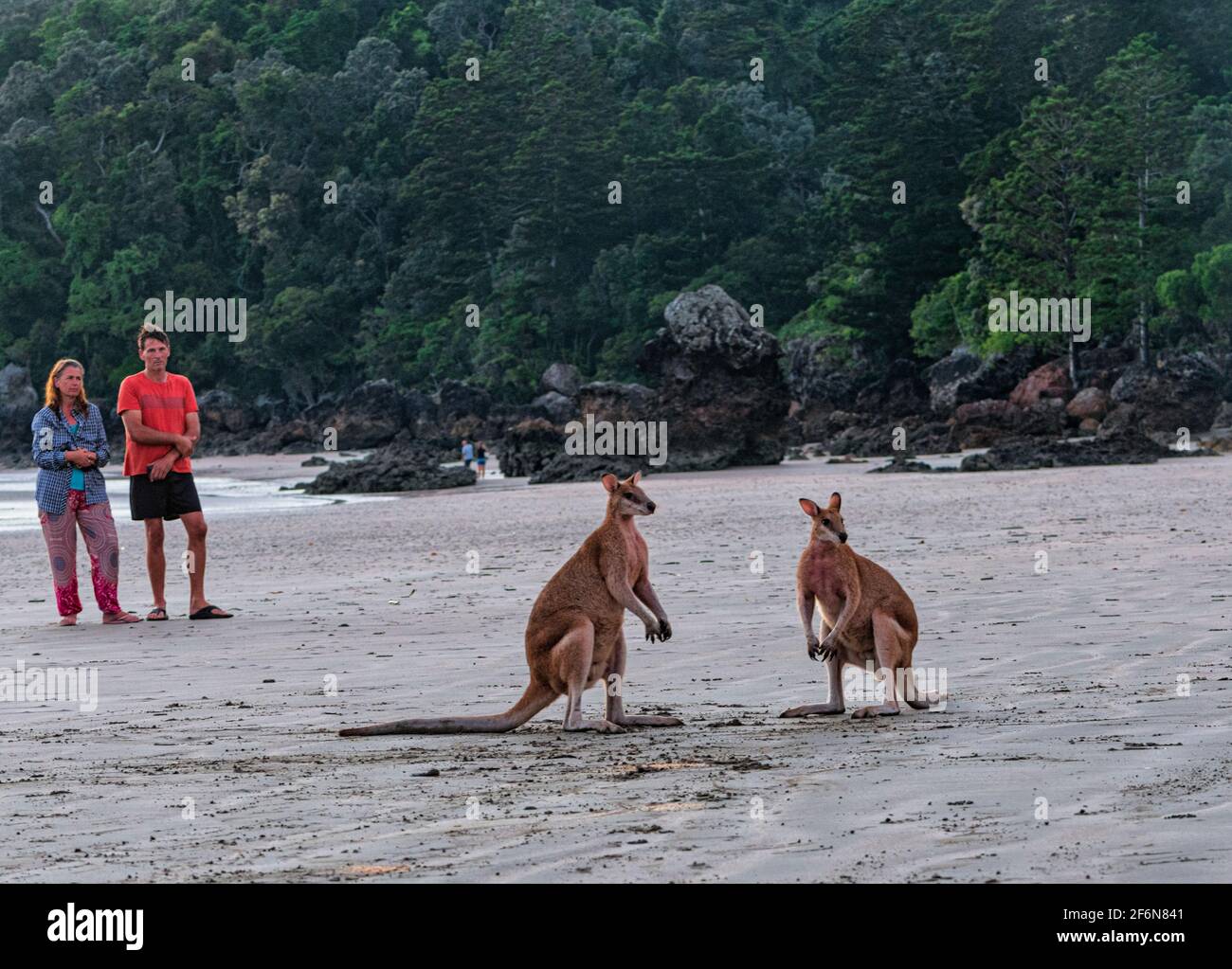 Paar beobachten zwei agile Wallabies (Macropus agilis) am Strand, Cape Hillsborough, Cape Hillsborough National Park, Queensland, QLD, Australien Stockfoto