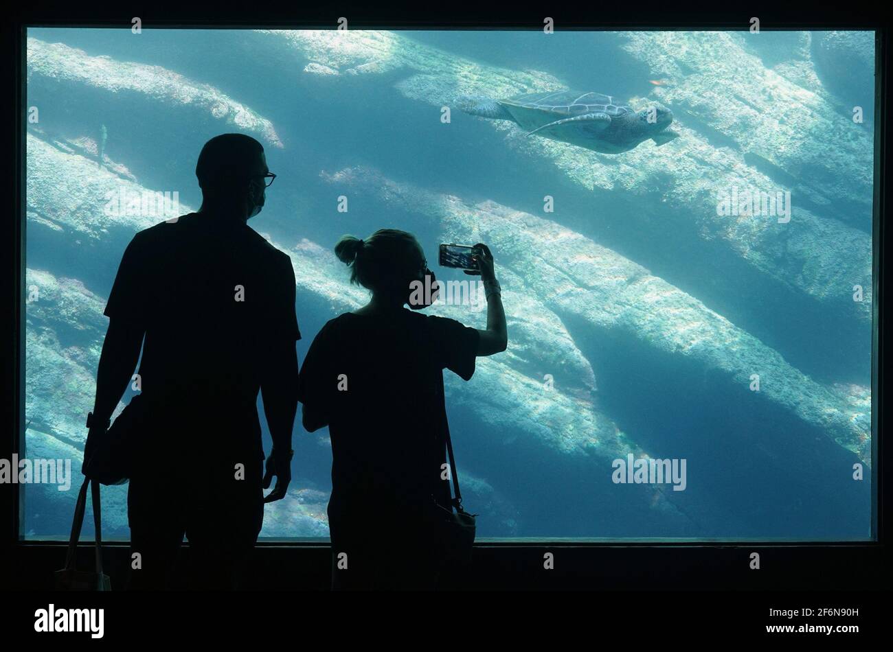 Johannesburg. April 2021. Touristen fotografieren die USHAKA Marine World in Durban, Südafrika, am 1. April 2021. Quelle: Xinhua/Alamy Live News Stockfoto