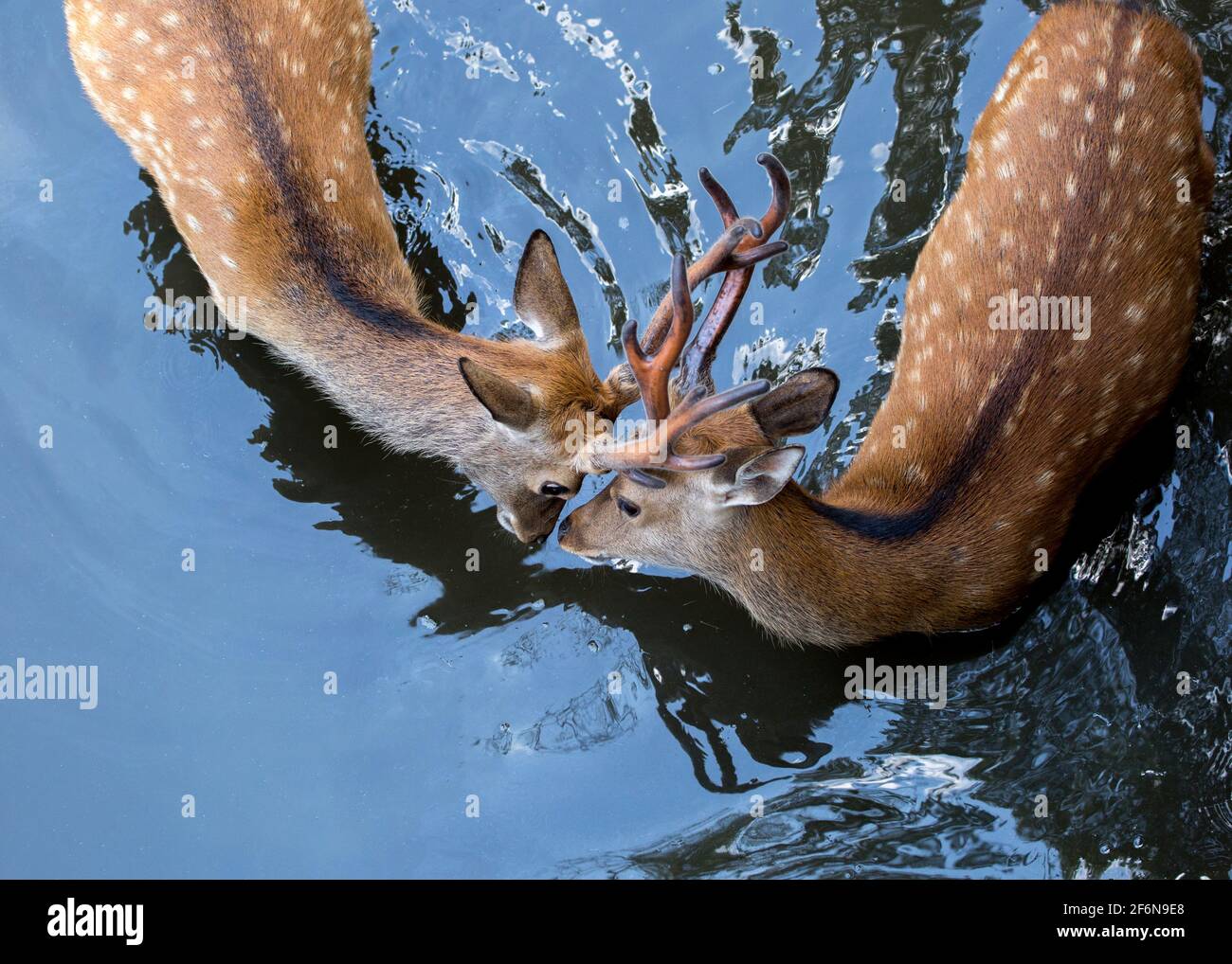 Zwei junge sika-Hirsche berühren Nasen und Geweihe in Nara, Japan. Stockfoto