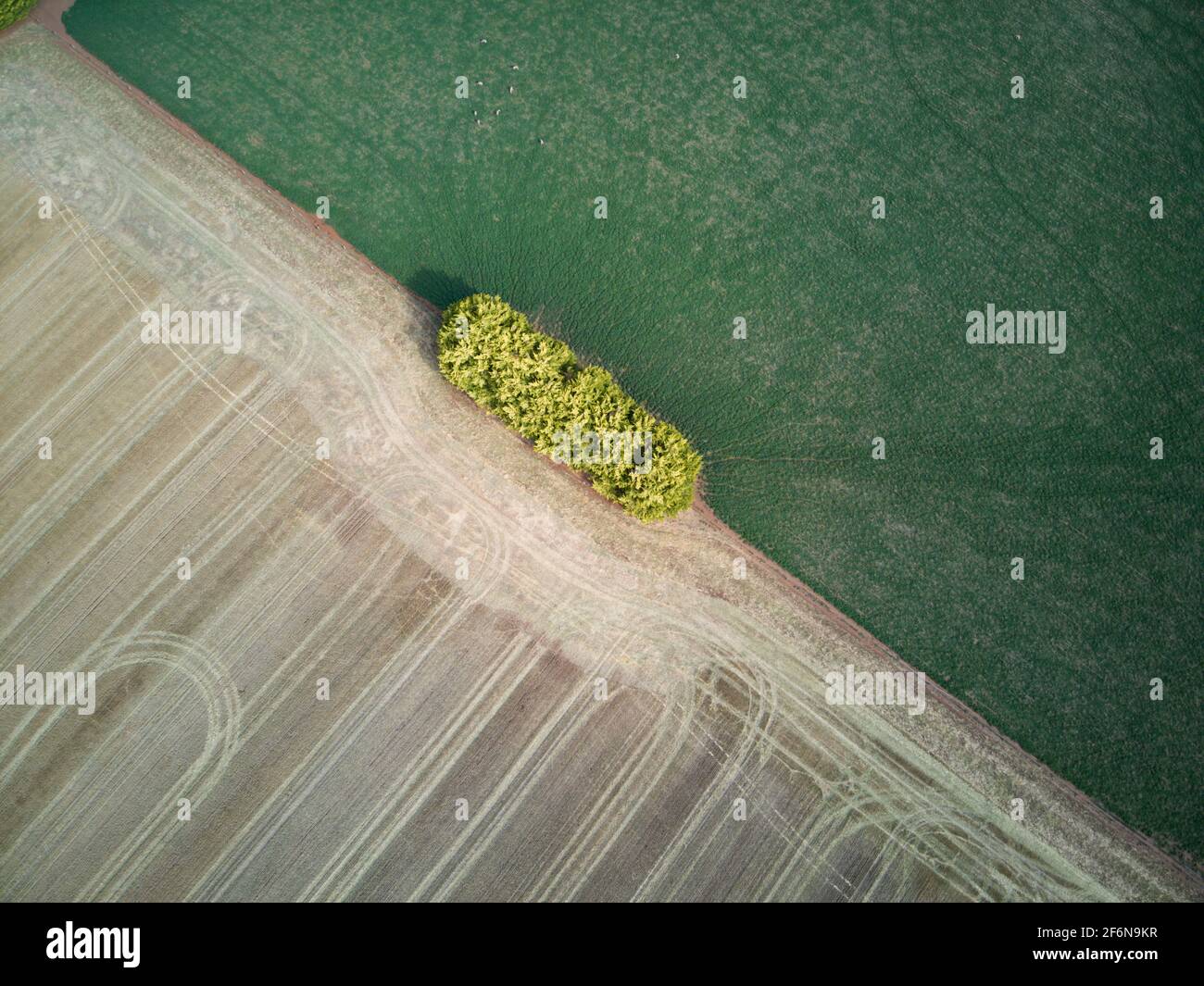 Farmland Luftbild verschiedene Felder zeigen landwirtschaftliche Ernte Muster und Spuren mit einem grünen und braunen Hintergrund, Victoria, Australien. Stockfoto