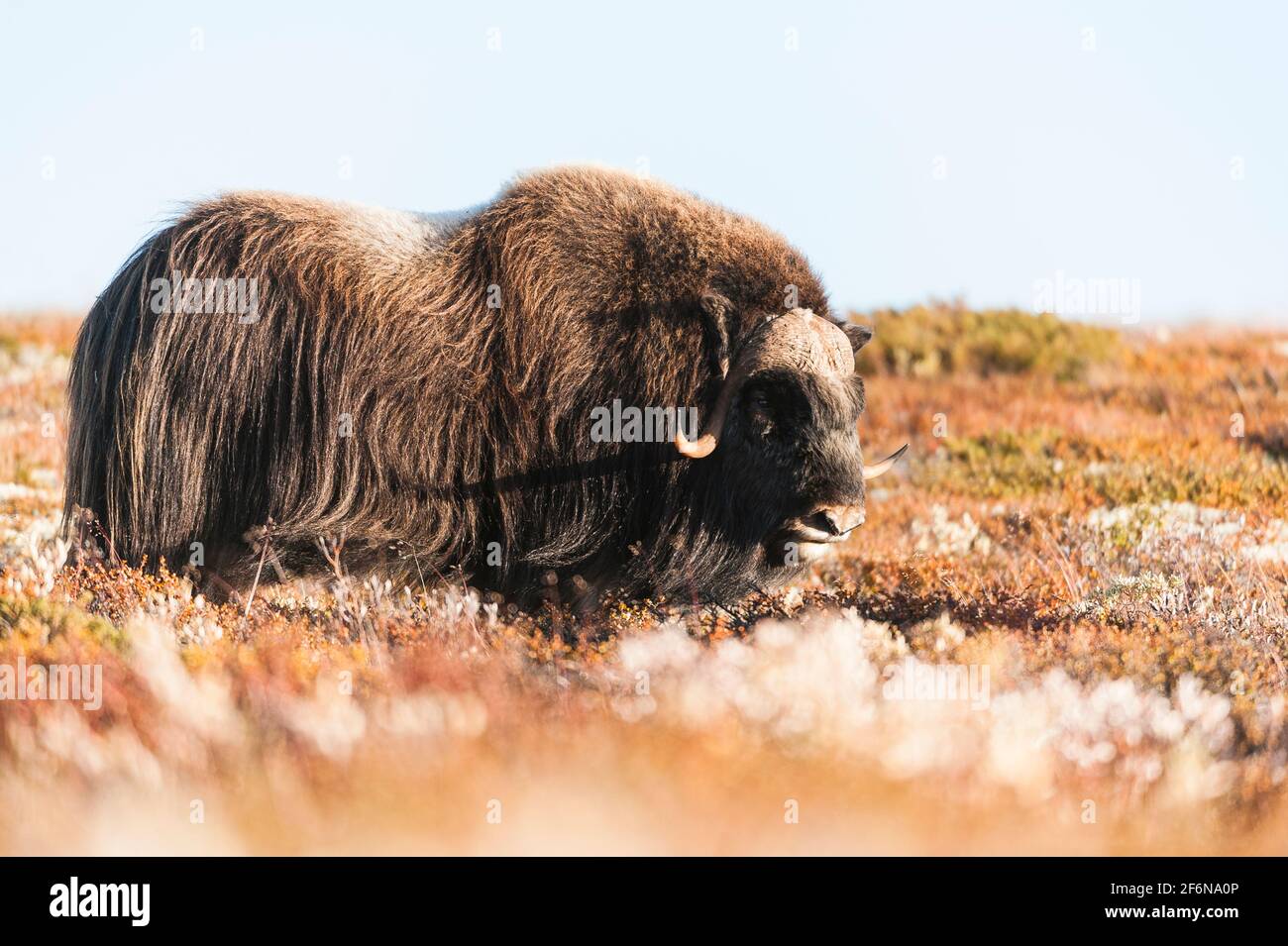 Moschusochse auf dem Berg, Norwegen. Stockfoto