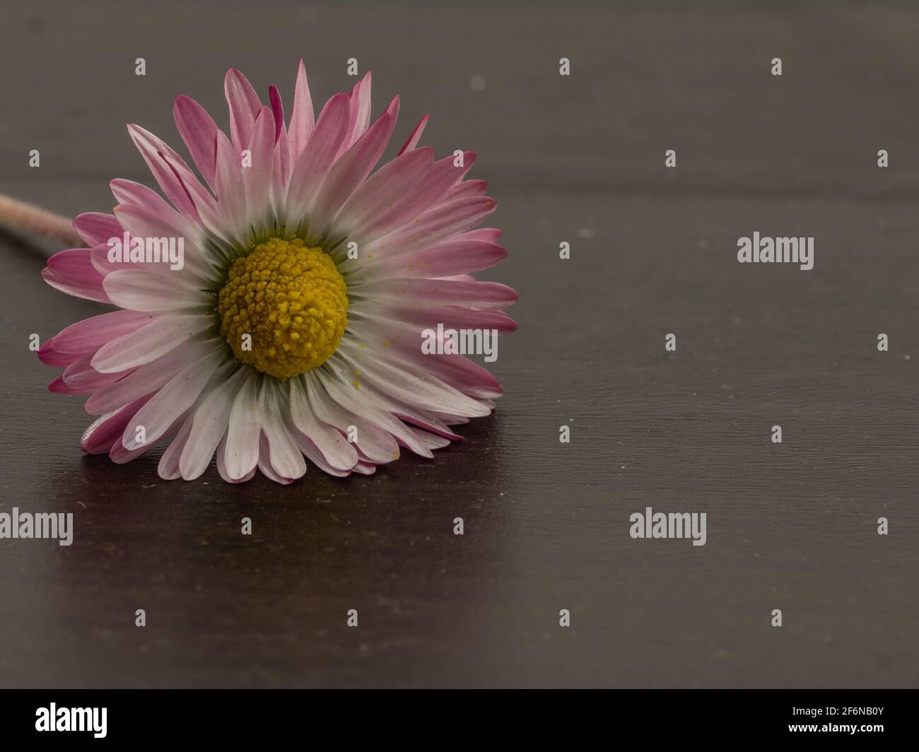 Nahaufnahme einer Gänseblümchen-Blume auf dunklem Hintergrund Stockfoto