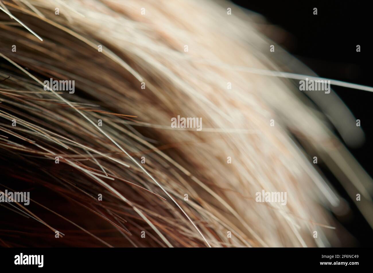 Helle braune Haare enden auf verschwommenem schwarzen Hintergrund Stockfoto