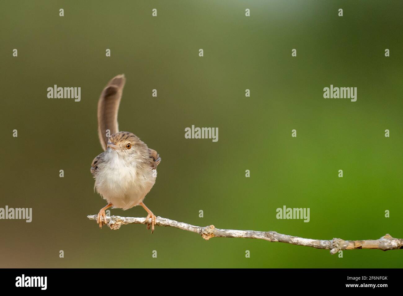 Weiblicher Haussparrow (Passer domesticus biblicus) auf einem Zweig, fotografiert im September in Israel Stockfoto