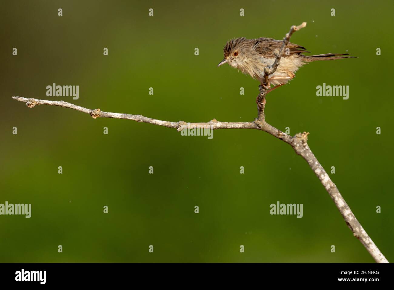 Weiblicher Haussparrow (Passer domesticus biblicus) auf einem Zweig, fotografiert im September in Israel Stockfoto