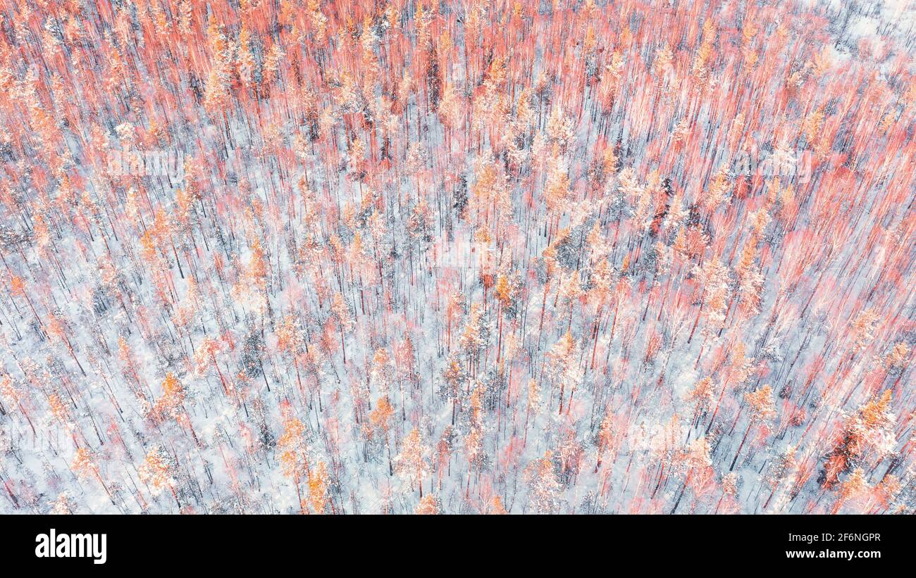 Weißer Winter Schnee bedeckt gelben Mischwald Luftpanorama. Große und breite Luftlandschaft, High-Key-Bild Stockfoto