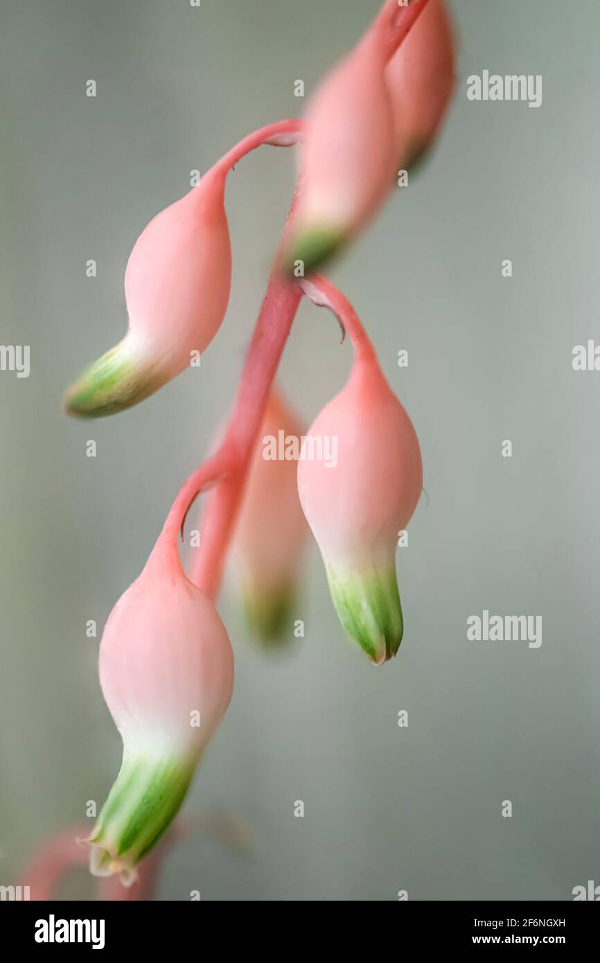 Nahaufnahme eines vertikalen Blütenstiels einer Aloe (Sorte) Sukkulente Pflanze Stockfoto