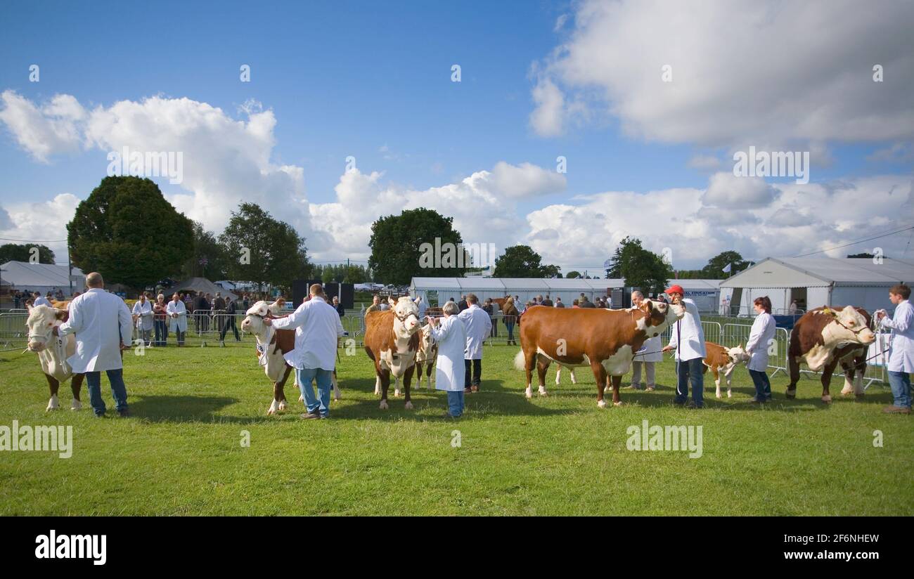 Rinderschau im Süden englands in Ardingly Stockfoto