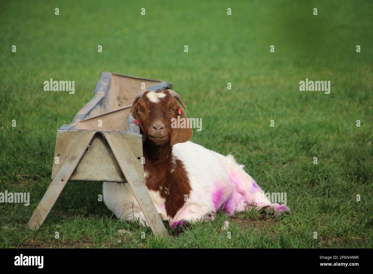 Komisch aussehende Ziege schaut in die Kamera Stockfoto