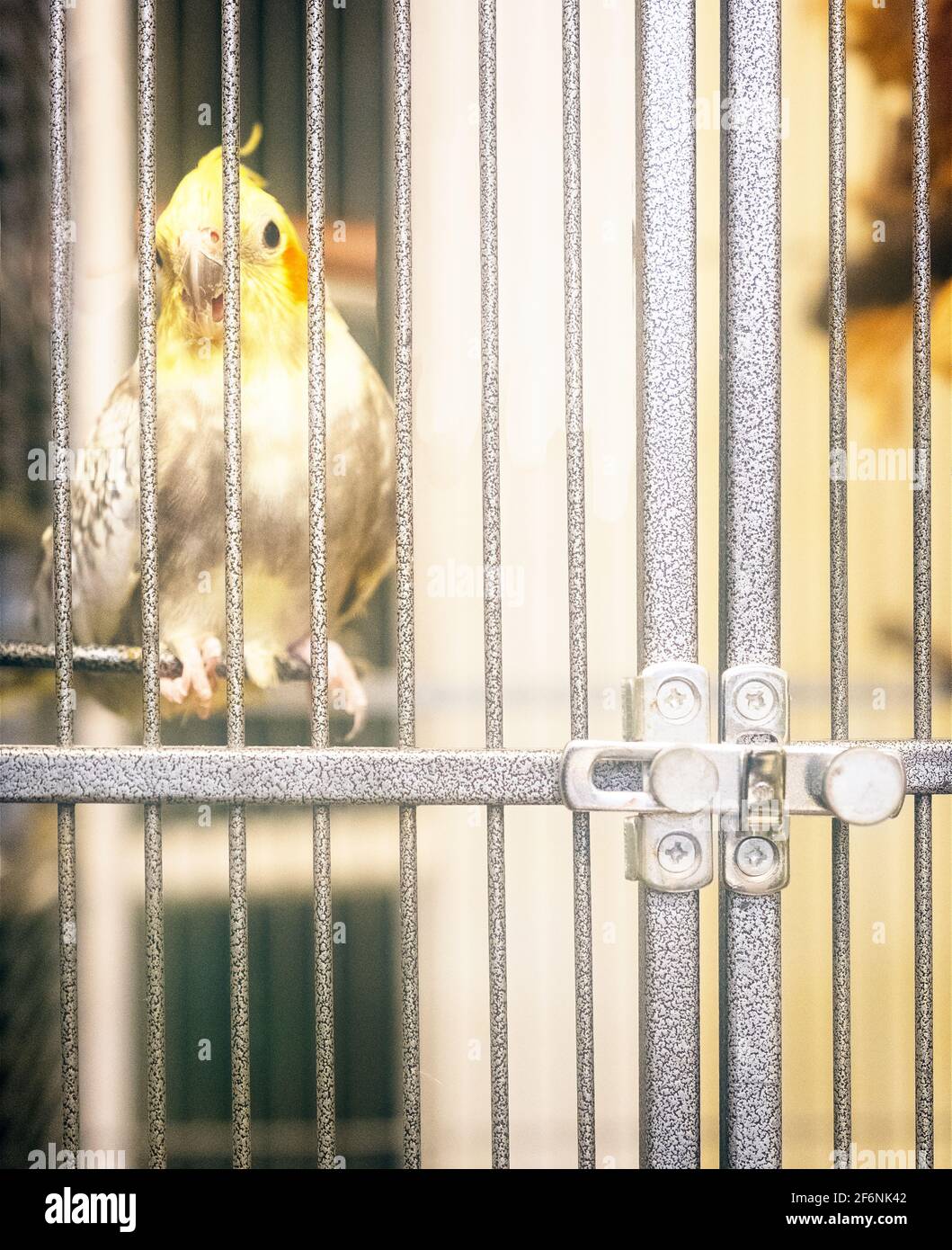 Ein gelber Wellensittich in einem Metallkäfig Stockfoto