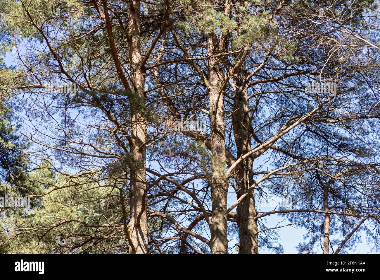 Scots Pine Canopy, RSPB Arne Nature Reserve, Arne, Dorset, Großbritannien Stockfoto