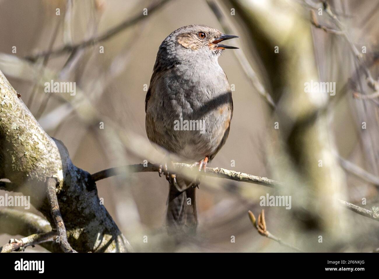 Dunnock, Prunella modularis, RSPB Arne Nature Reserve, Arne, Dorset, Großbritannien Stockfoto