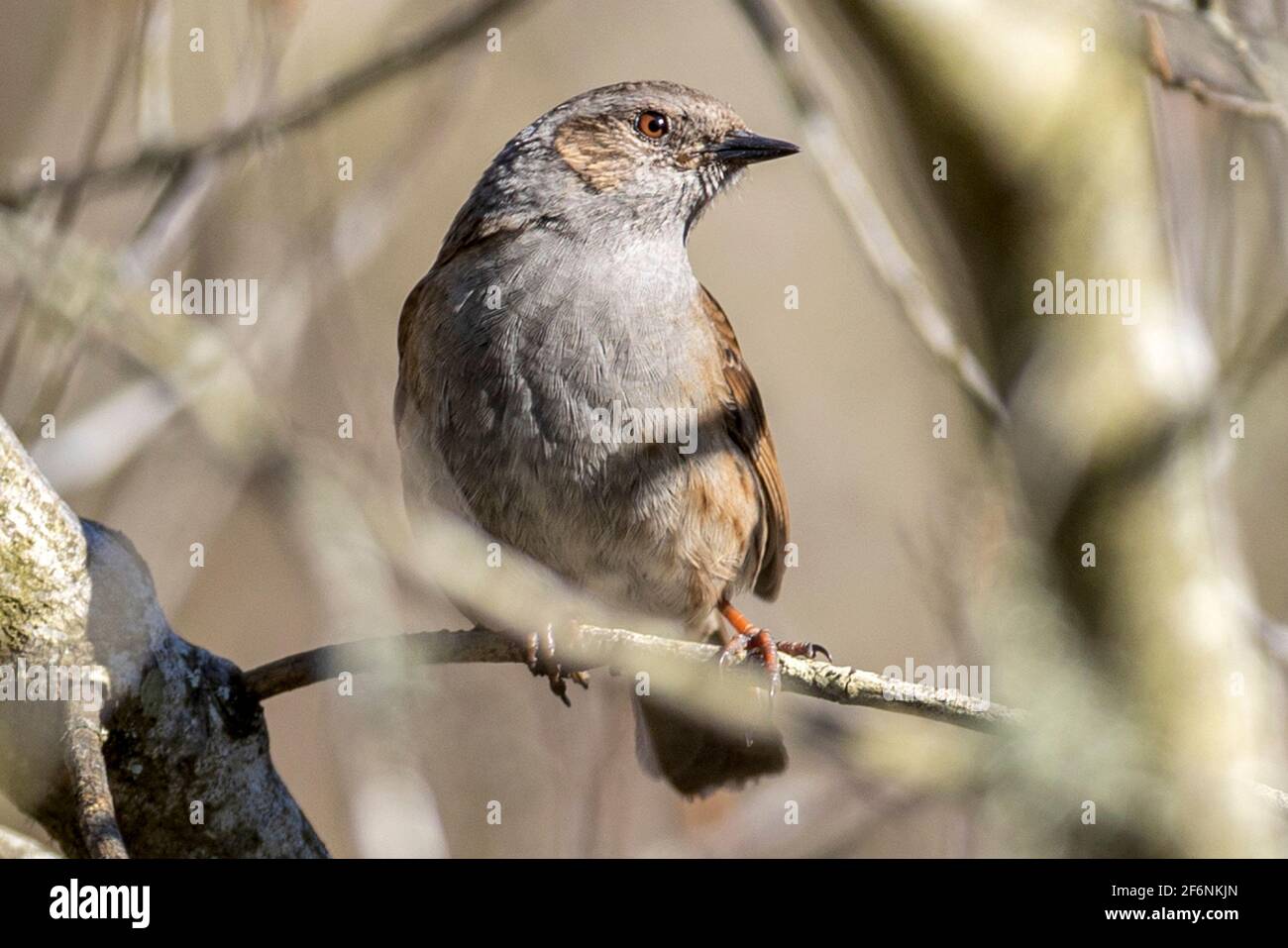 Dunnock, Prunella modularis, RSPB Arne Nature Reserve, Arne, Dorset, Großbritannien Stockfoto