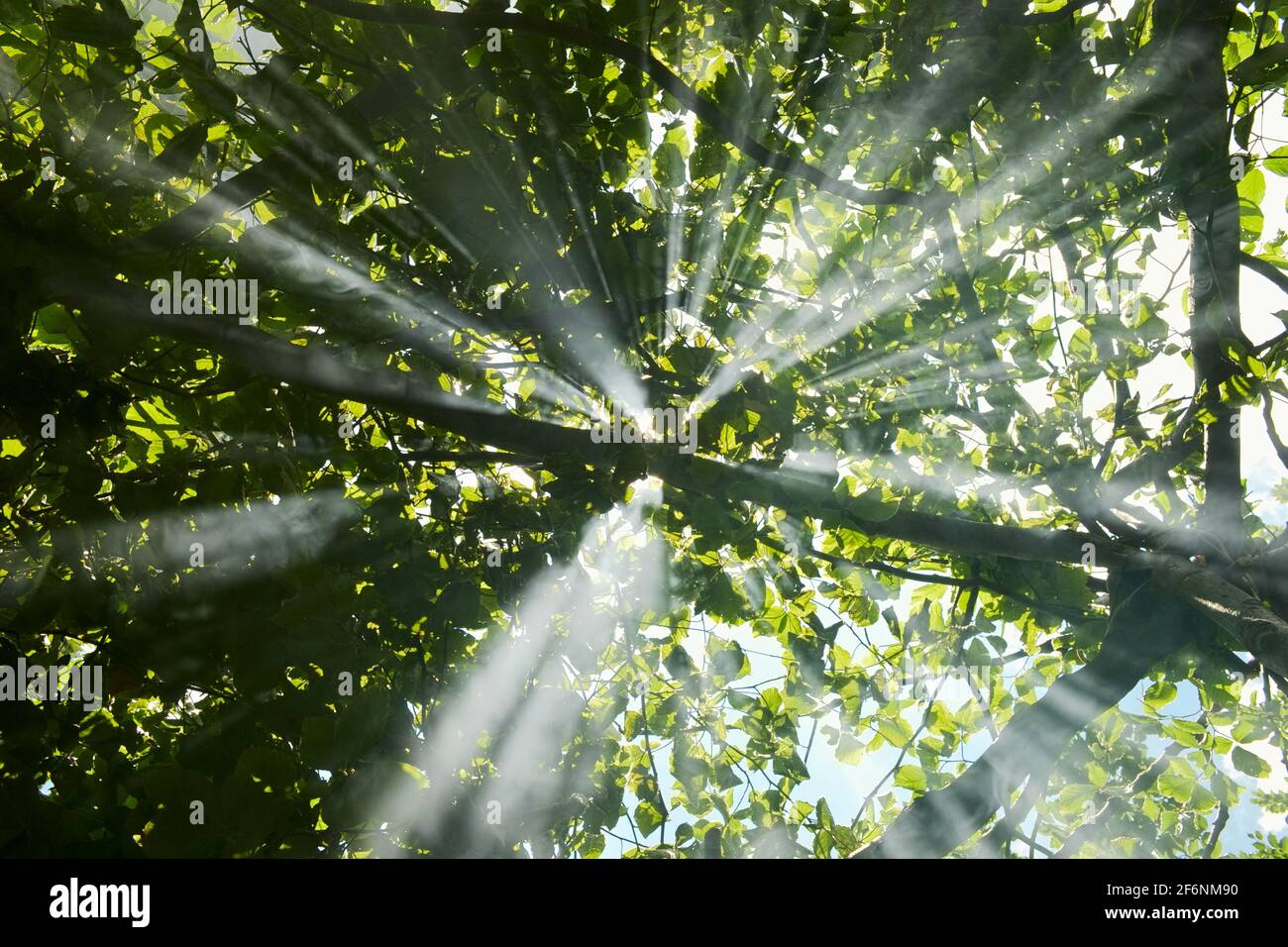 Magische Strahlen des Sonnenlichts, die durch üppiges Laub im Wald in den Bergen leuchten. Stockfoto