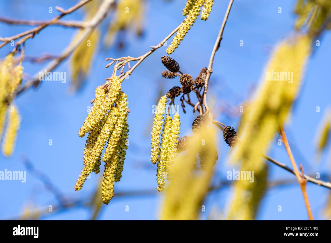 Blühende Hasel-Äste während der Frühjahrssaison Stockfoto