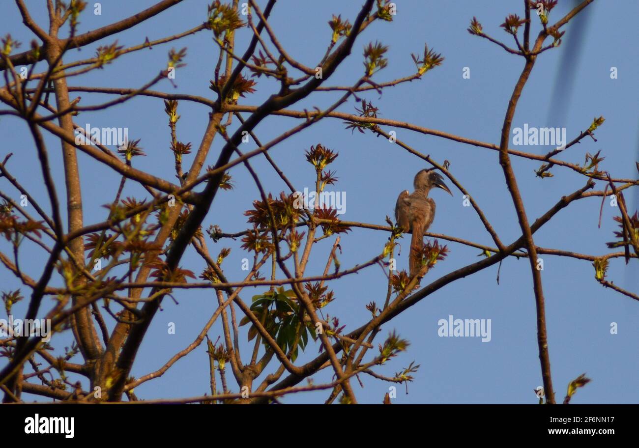 Vogel vermischt mit der Farbe der Baumblätter Stockfoto