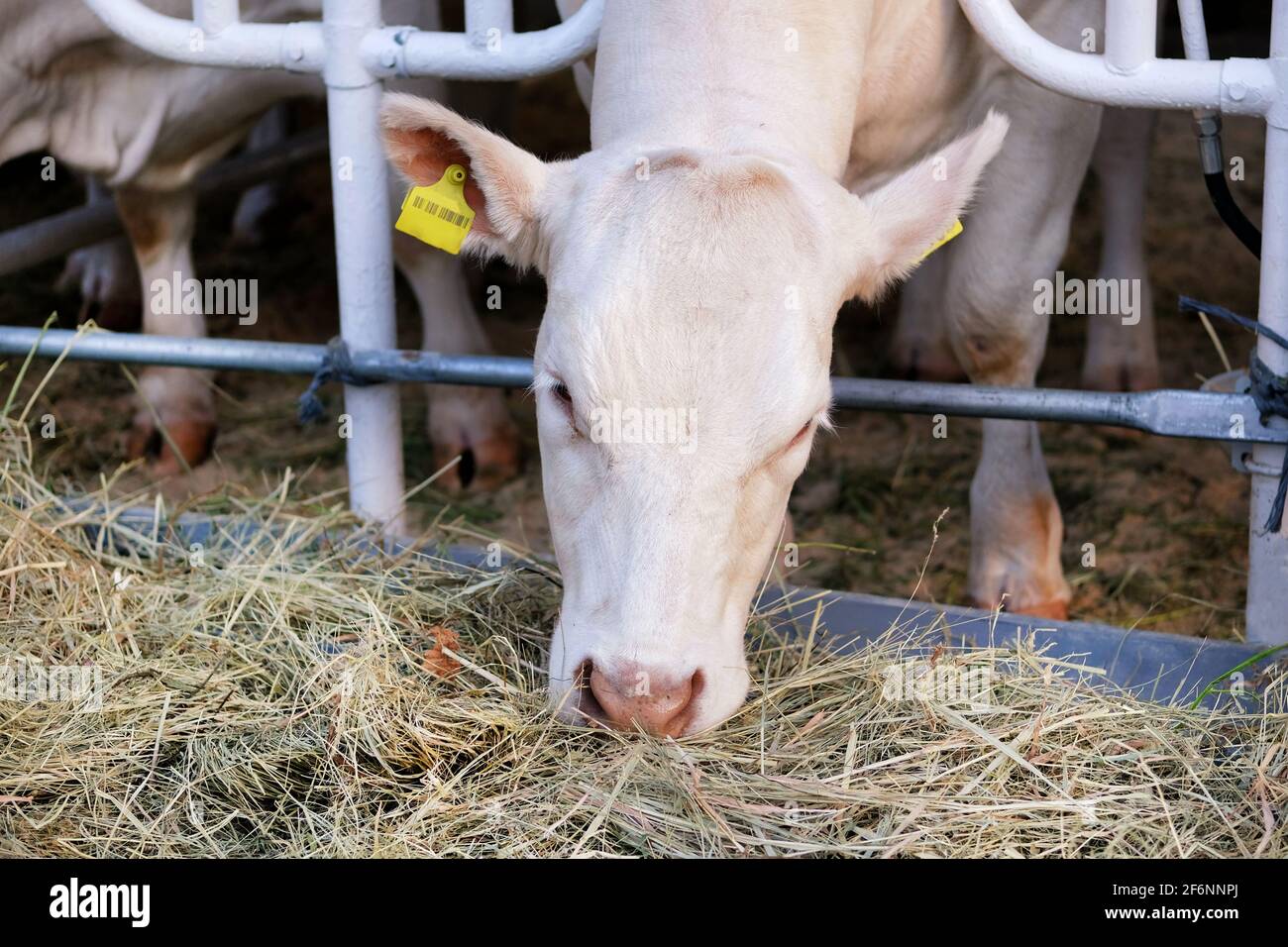 Weiße Kuh frisst Heu auf dem Milchviehbetrieb. Konzept der Landwirtschaft, Landwirtschaft und Viehzucht. Stockfoto