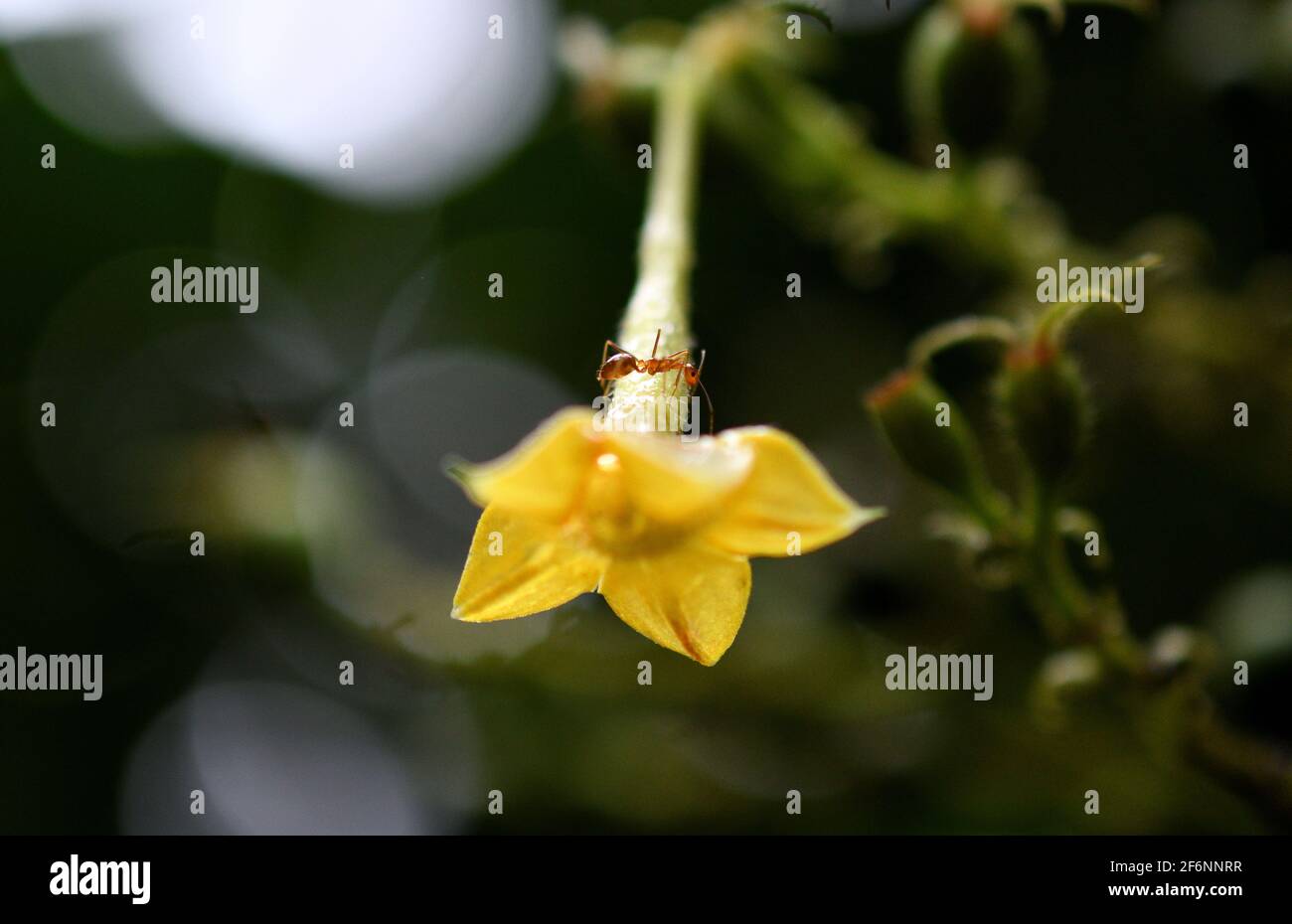 Gelbe Blume und kleine Ameise Stockfoto