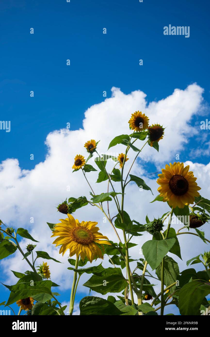 Sonnenblumen blühen an einem Sommernachmittag in einem New York State Hinterhof hoch, mit Cumulus-Wolken am Himmel dahinter. Stockfoto
