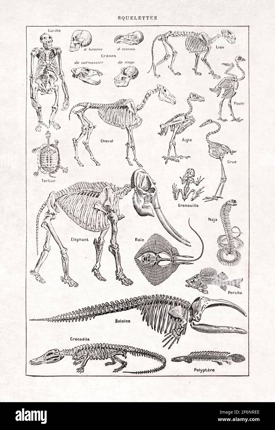 Alte Illustration über die Skelette von Paul de Laubadère gedruckt Im französischen Wörterbuch 'Dictionnaire complet illustré' des Herausgebers Larousse in 1 Stockfoto