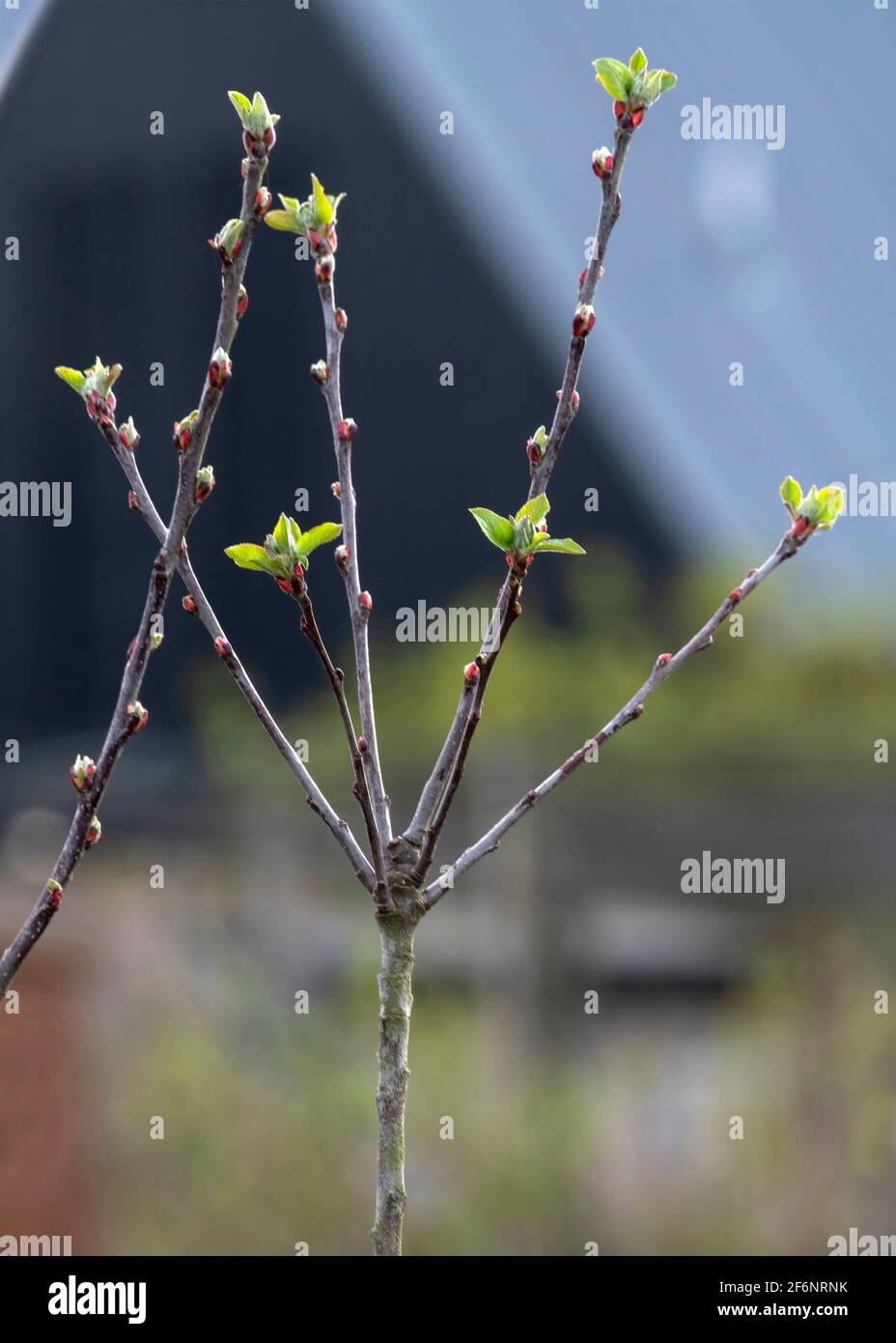 Selektiver Fokus auf eine Nahaufnahme des kommenden Apfelbaums In die aufkeimende Frühjahrszeit mit neuem Wachstum verwischten Hintergrund für Speicherplatz kopieren Stockfoto