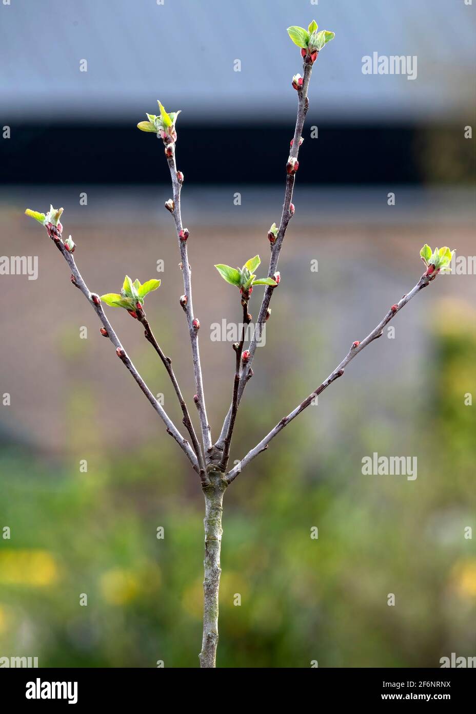 Selektiver Fokus auf einen angehenden Apfelobstbaum Zum Blühen Ideal, um zu zeigen, wie man unscharfen Hintergrund kultiviert Zur Unterstützung des Kopierbereichs Stockfoto
