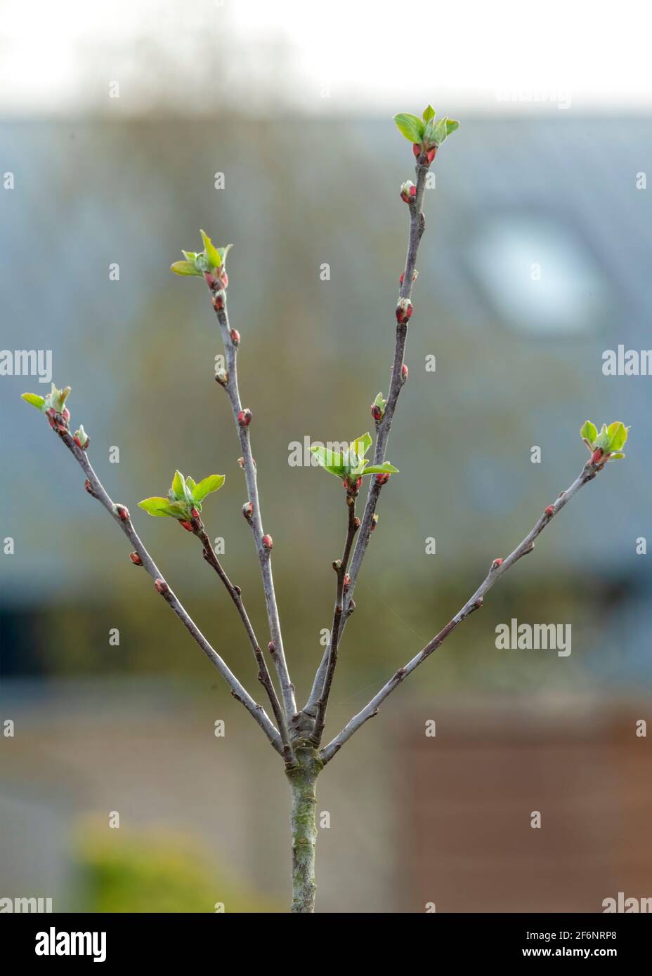 Selektiver Fokus auf einen aufkeimenden Obstbaum, der gerade dabei ist Blossom Ideal, um zu zeigen, wie man unscharfen Hintergrund zu kultivieren Helfen Sie bei der Speicherplatzausgabe Stockfoto