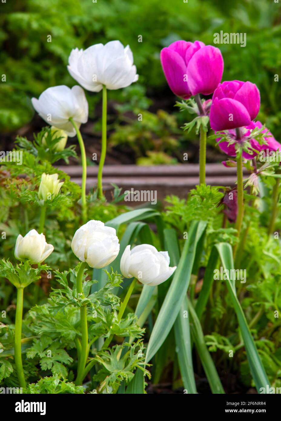 Blumengarten Hintergrund , selektive Fokus für einen Kopierraum und Text über Lay mit weißen und rosa Anemone mit einem grünen Hintergrund aufgenommen Stockfoto