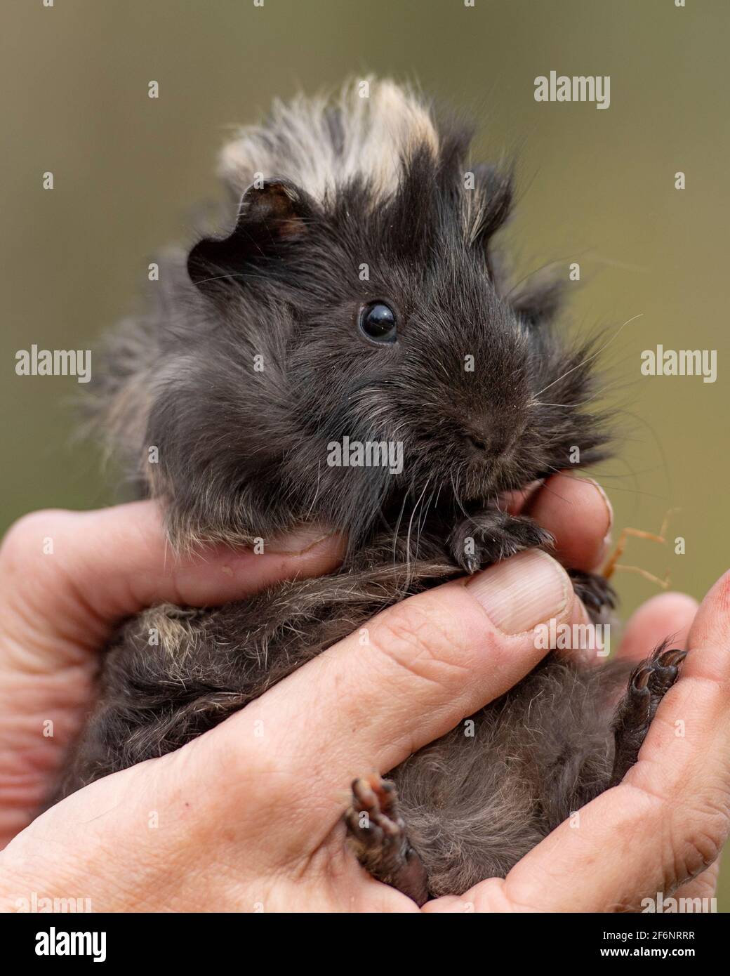 Besitzer hält Meerschweinchen Baby Stockfoto