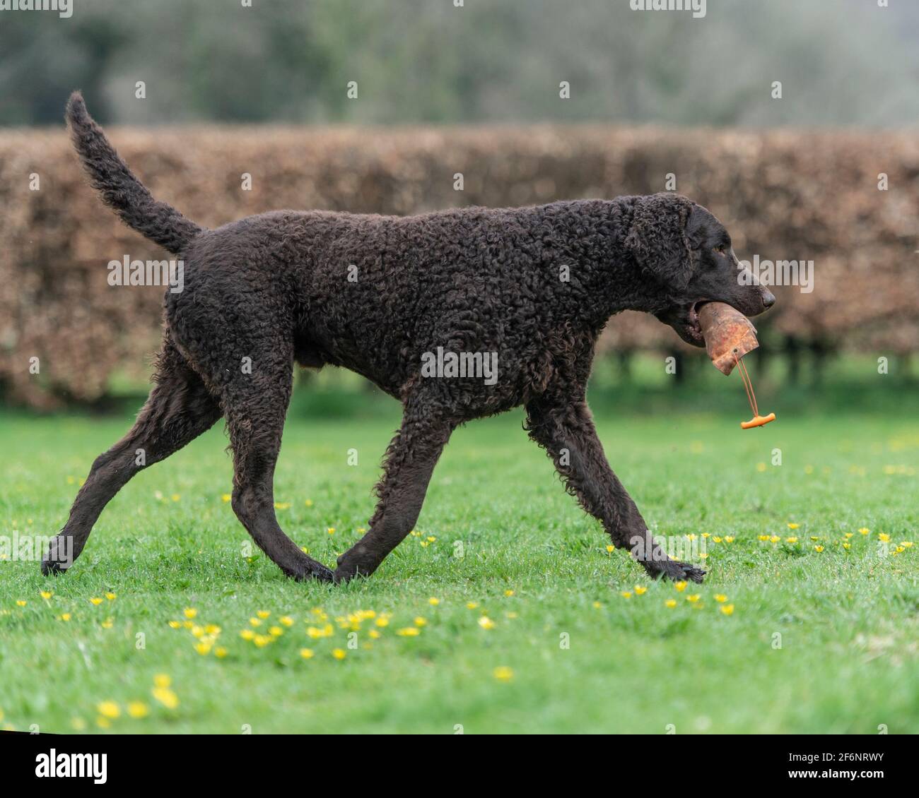 Lockig beschichteter Retriever-Hund Stockfoto