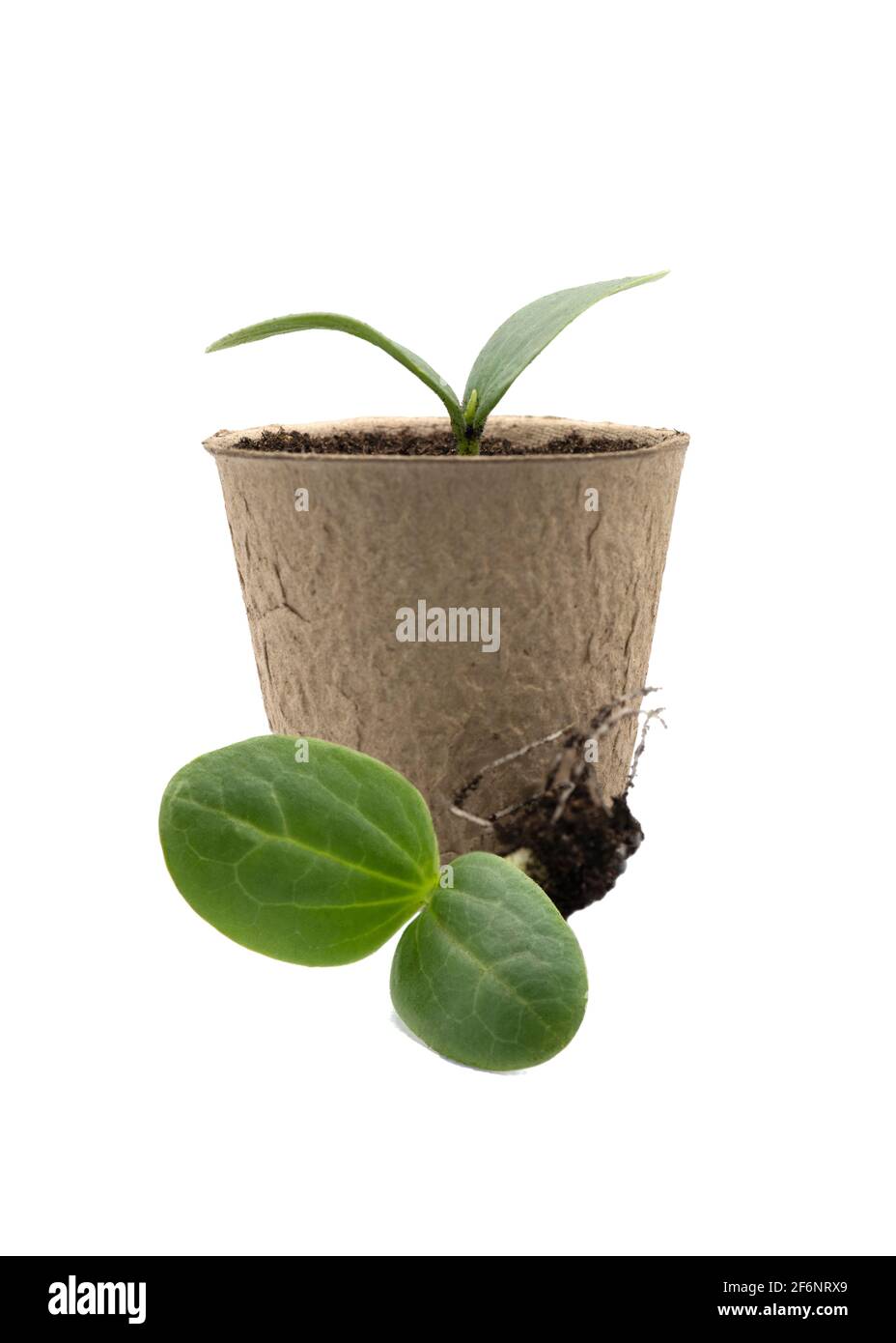 Neuer Sämling einer Luffa-Pflanze in einem umweltfreundlichen Topf auch verlangsamende Pflanze mit Wurzeln auf einem weißen isoliert Hintergrund Stockfoto